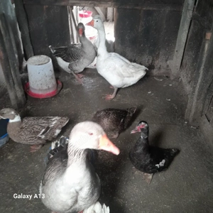 2 porci 2 capre 2 gaste 2 gascani 4 rate  - imagine 3