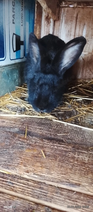 vand iepuriță gestantă  - imagine 2