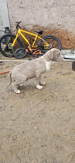 American Bully XL - imagine 5
