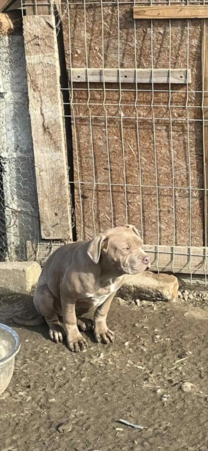 American Bully XL - imagine 4