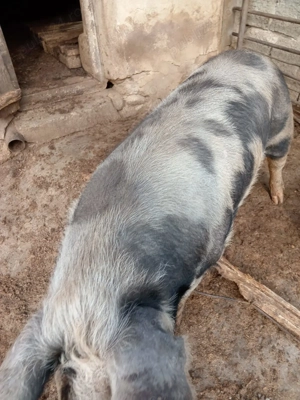 Porc de vanzare - imagine 4