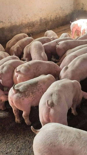 Șoldani rasa Marele Alb cu landras  - imagine 2