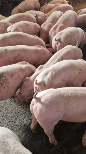 Șoldani rasa Marele Alb cu landras  - imagine 3