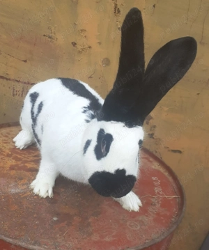 Femela fluturas de vânzare 