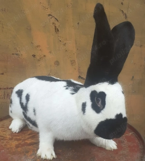 Femela fluturas de vânzare  - imagine 4