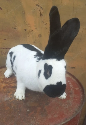 Femela fluturas de vânzare  - imagine 3