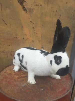 Femela fluturas de vânzare  - imagine 2