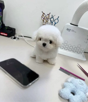 Bichon Maltez Mini Toy 