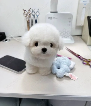 Bichon Maltez Mini Toy  - imagine 2