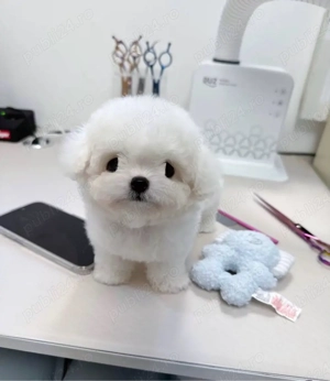 Bichon Maltez Mini Toy  - imagine 3