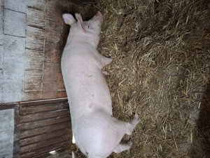 Porci de vinzare - imagine 2