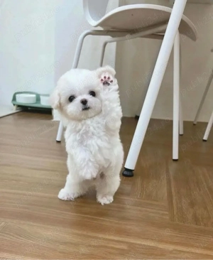 Bichon Maltez Mini Toy  - imagine 2