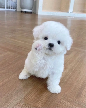 Bichon Maltez Mini Toy 