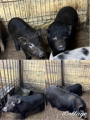 vier vietnamez - imagine 3