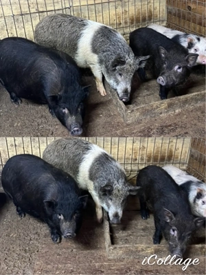 vier vietnamez - imagine 2