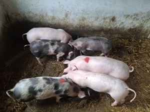 Purcei de vanzare. - imagine 3