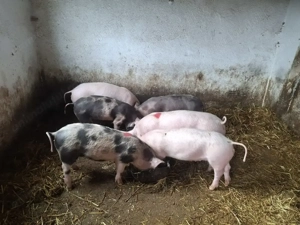 Purcei de vanzare. - imagine 2