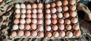 vând  ouă  de la găini țărănești 