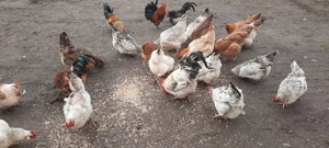 vând  ouă  de la găini țărănești  - imagine 4