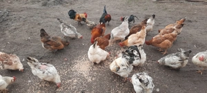 vând  ouă  de la găini țărănești  - imagine 3