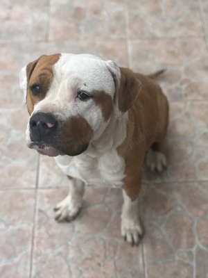  Oferim spre montă   Amstaff mascul  - imagine 2