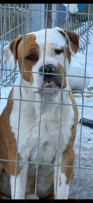  Oferim spre montă   Amstaff mascul 