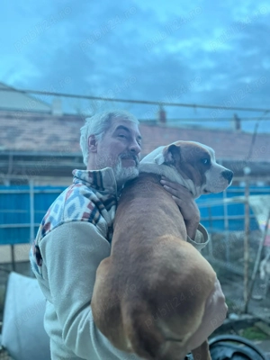  Oferim spre montă   Amstaff mascul  - imagine 3