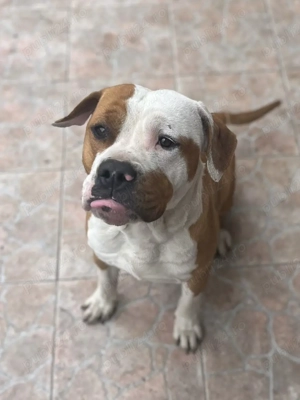  Oferim spre montă   Amstaff mascul  - imagine 4