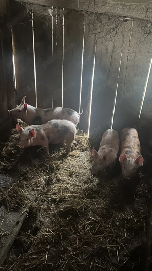 Vând 4 purcei petrean  - imagine 2