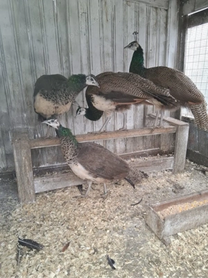 Pereche pauni si fazani comun si tenebros