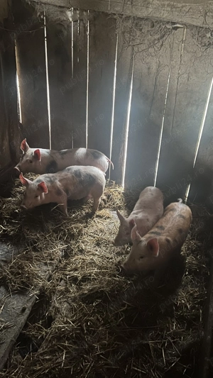 Vând 4 purcei petrean 