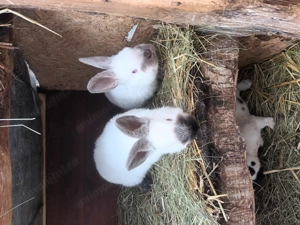 Iepuri rasa  californian - imagine 4