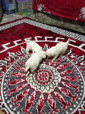 căței bishon maltez  - imagine 2