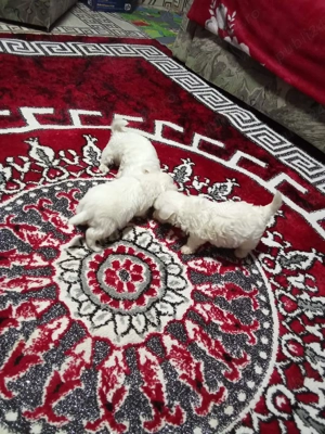 căței bishon maltez  - imagine 4