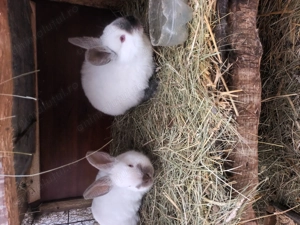 Iepuri rasa  californian - imagine 5