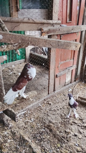 porumbei gusati de vanzare - imagine 3