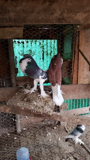 porumbei gusati de vanzare - imagine 2