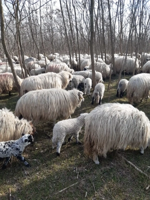 Oi si capre de vanzare