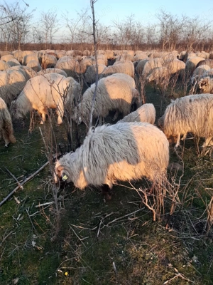 Oi si capre de vanzare - imagine 2