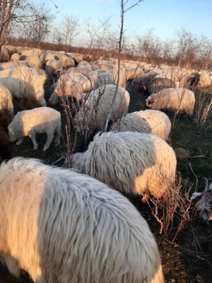 Oi si capre de vanzare - imagine 4