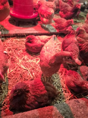 Gaini de oua Issa Brown 21 săptămâni 