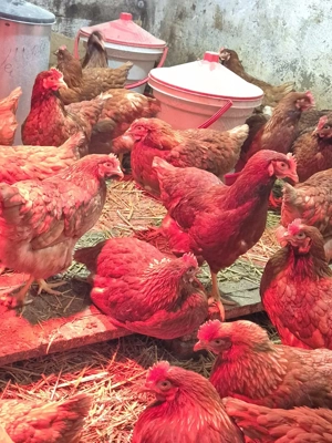 Gaini de oua Issa Brown 21 săptămâni  - imagine 3