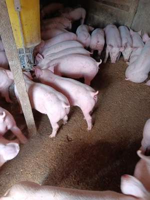 Purcei De Vânzare 20-35 kg - imagine 5