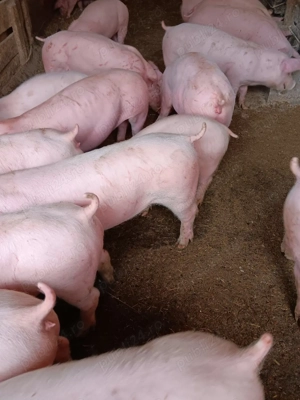 Purcei De Vânzare 20-35 kg - imagine 4