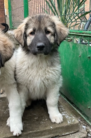 Ciobonesc carpatin disponibil - imagine 5