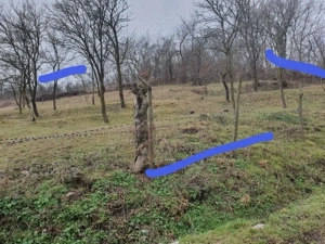 Teren intravilan de vânzare   800 m , Livezi (General Berthelot)