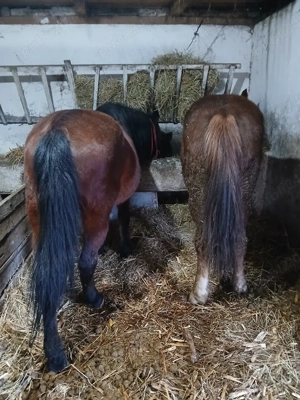 vând sau schimb doi cai - imagine 3