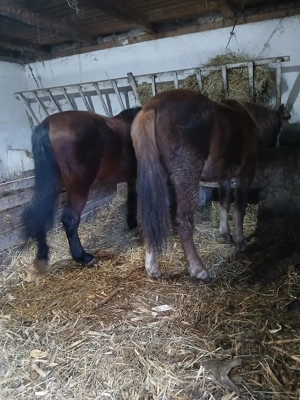 vând sau schimb doi cai - imagine 4