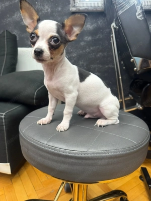 vând Chihuahua Mini Toy  - imagine 3