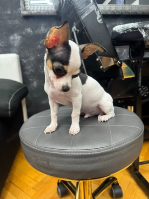 vând Chihuahua Mini Toy  - imagine 4